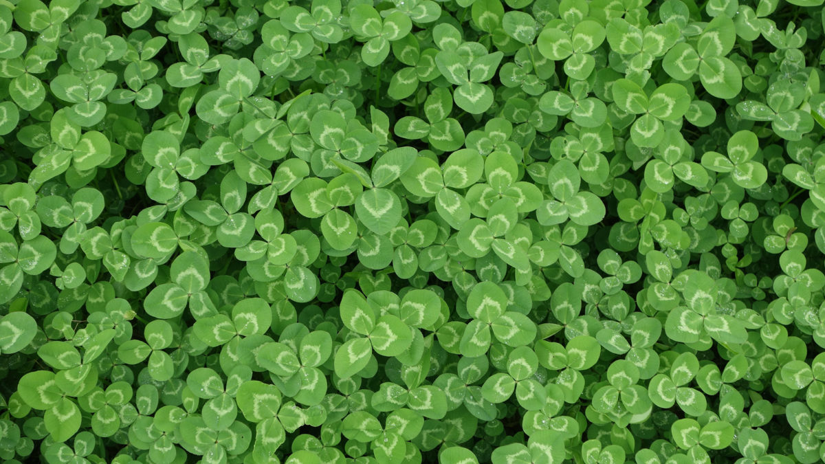 Are You Lucky?